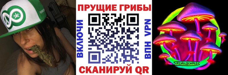 где купить   Райчихинск  Галлюциногенные грибы Psilocybe 
